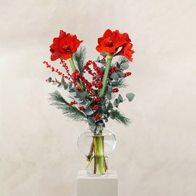 Joyful Christmas Amaryllis