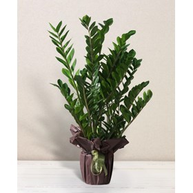 Zamioculcas