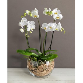 Orchid in glass bowl