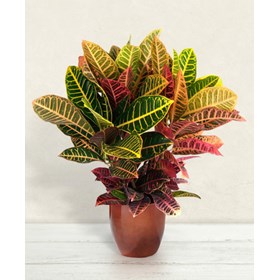 Croton