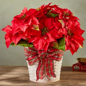 Happiest Holidays Poinsettia