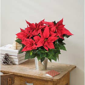 Poinsettia