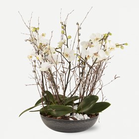 Arrangement of orchids