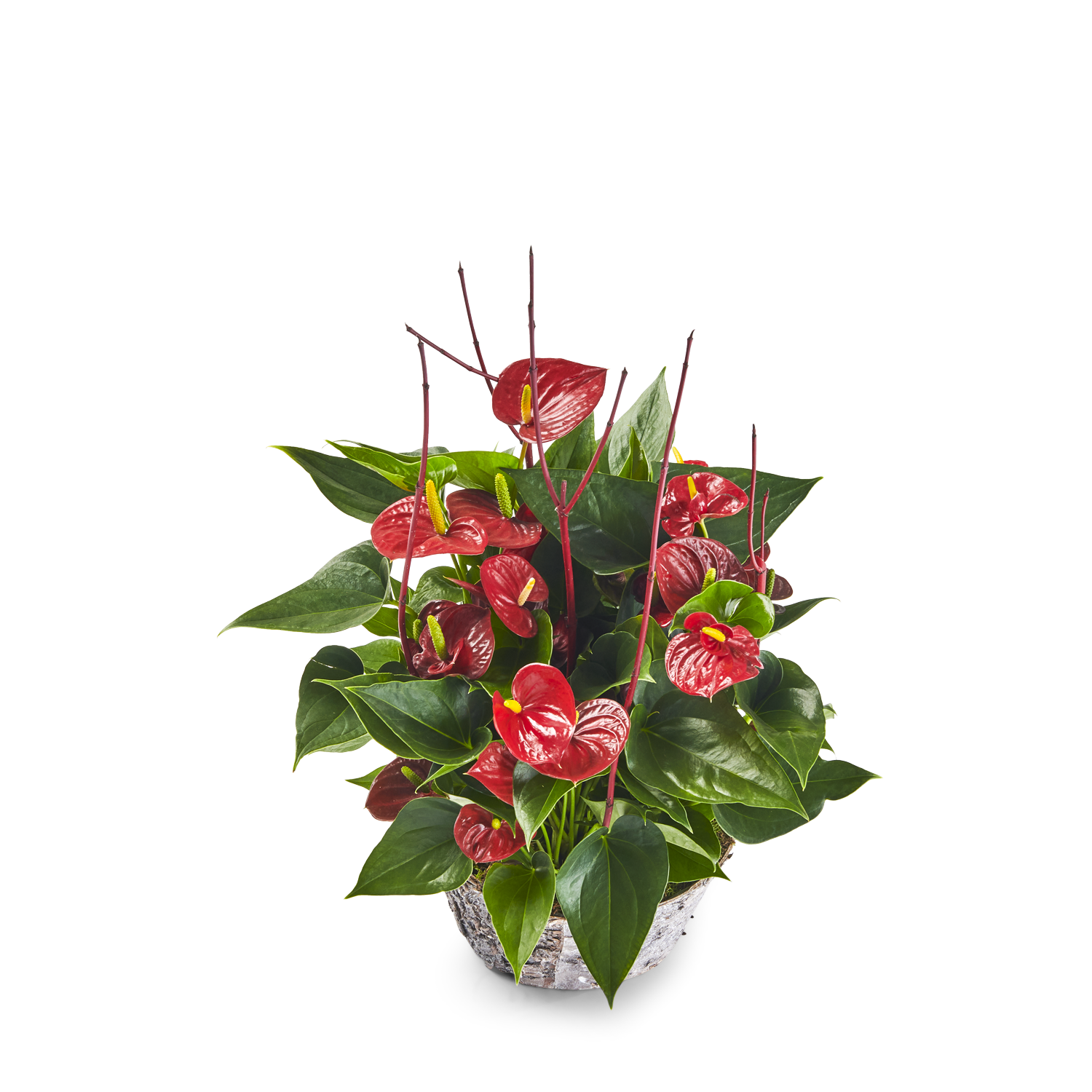 фото букета