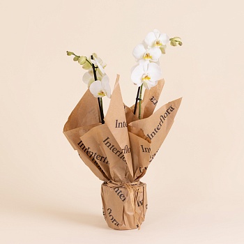 White Orchid - Premium Orchid Plant