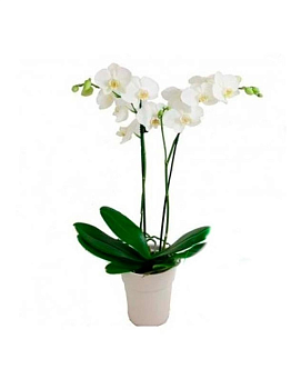 Orchid