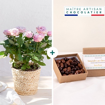 Rose plant and chocolates