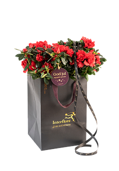 Shimmering Red 240536