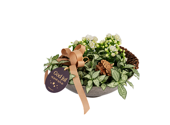 White Christmas 240544