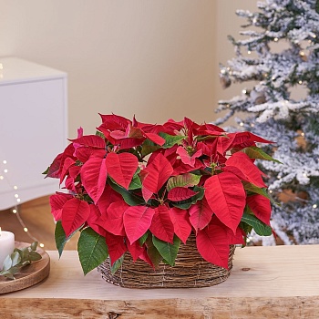 Poinsettia basket