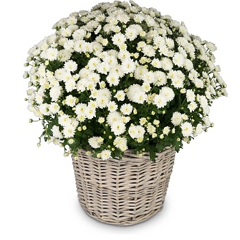 Chrysanthemum 'Rest in Peace' white, for the cemetery
