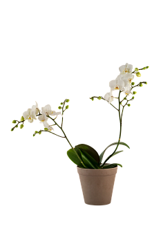 Orchid White 242678