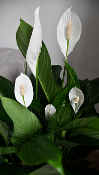 Pace Lily