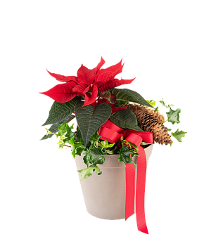 Santas Choice 240549