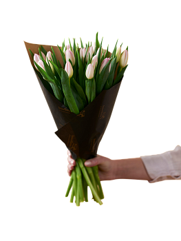 Soft Pink Tulips 240122