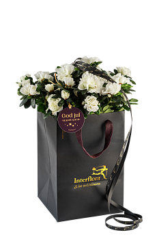 Shimmering White 240533