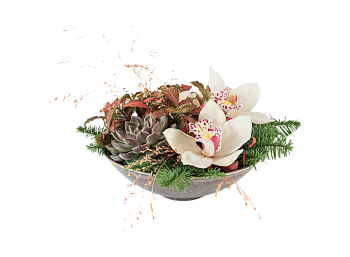 Orchid Fantasy 240550