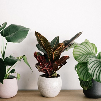 Florist Potted Plant