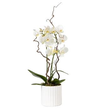 White orchid in a pot