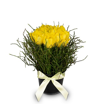 Arrangement of Tulips Spring-Hit