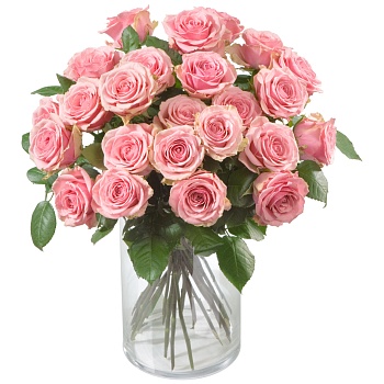 Pink Roses