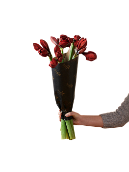 Amaryllis Red 240520