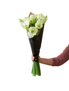 Amaryllis White 240523