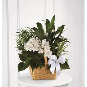 The FTD Peace And Serenity Dishgarden