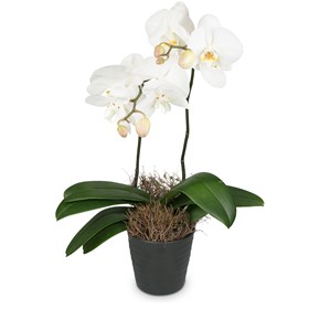 Indoor plant White Dream orchid