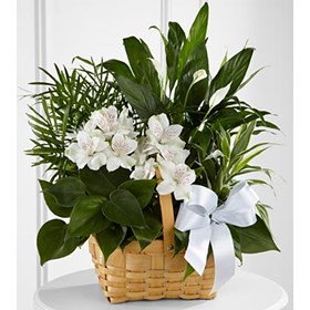 The FTD Peace And Serenity Dishgarden