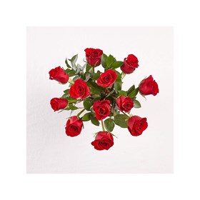 12 Roses Short Stemmed