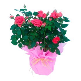 Thank you Mother - rose plant