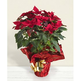 Red poinsettia