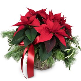 Poinsettia Decorated