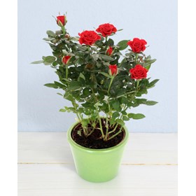 Little roses in pot