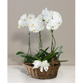 Basket with orchids