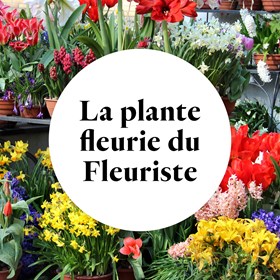Plante fleurie du fleuriste - Florist's flowering plants