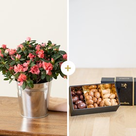 Azalee et ses chocolats - Azalea and chocolates