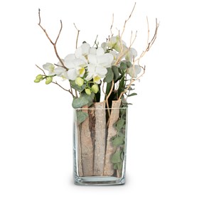 Indoor plant 'Lifestyle' orchid in vase