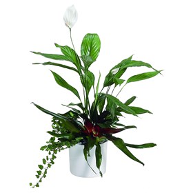 Остров (композиция из горшечных растений)