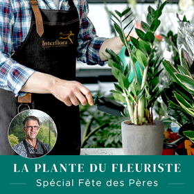 La plante du fleuriste - The florist's green plant