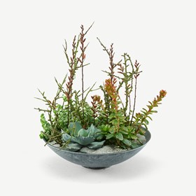 Succulent Arrangement
