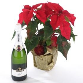 Poinsettia Plant and  Sparkling Wine
