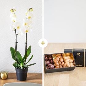 Candide et chocolats - Orchid and chocolates