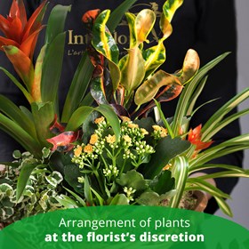 Arrangement of Plants