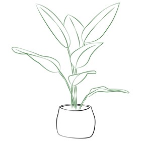 Phalaenopsis Orchid Plant