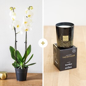 Candide et bougie - Orchid and candle