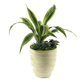 Arrangement of Plants