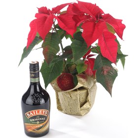 Poinsettia Plant and Cream Liqueur