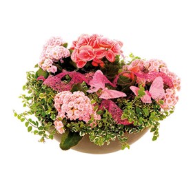 Florist's choice planting in a low bowl